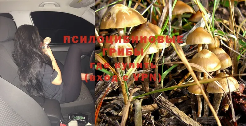 Галлюциногенные грибы Magic Shrooms  сколько стоит  Дзержинский 